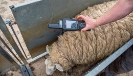Using EID to drive farm performance